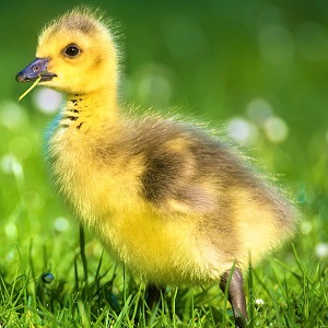 goslings 2292421 1280 - Geese