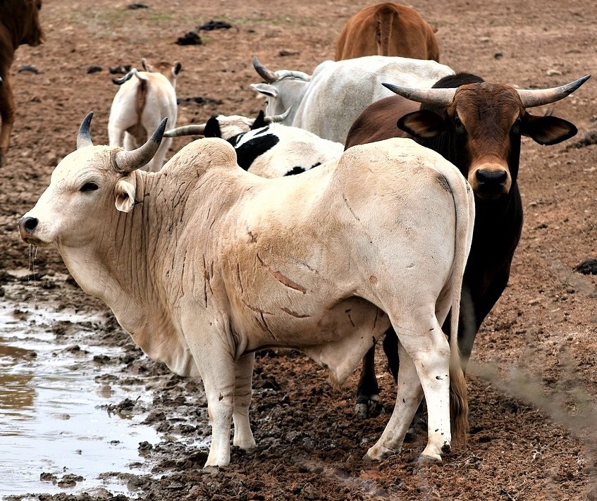 nguni cattle 3662037 1280 1 - Cattle
