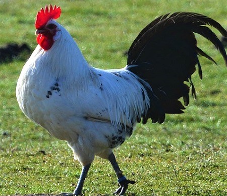 hahn 279443 1920 - Ostfriesische Möwe Chicken