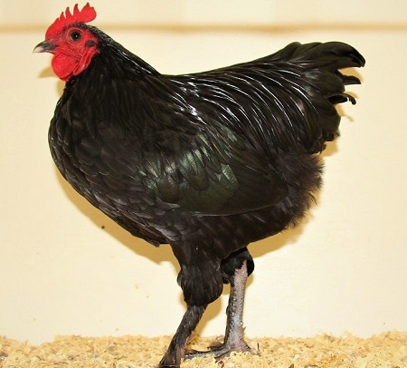 1 4 - Australian Langshan Chicken