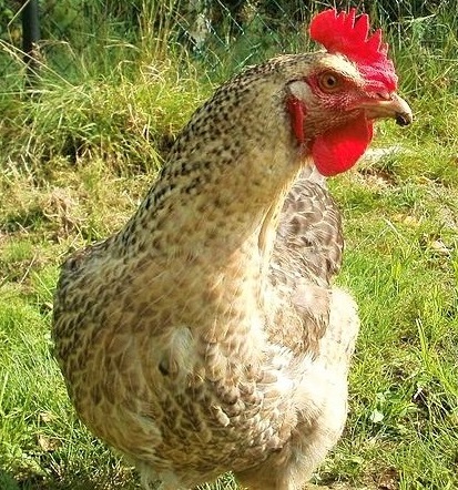 1 - Polbar Chicken