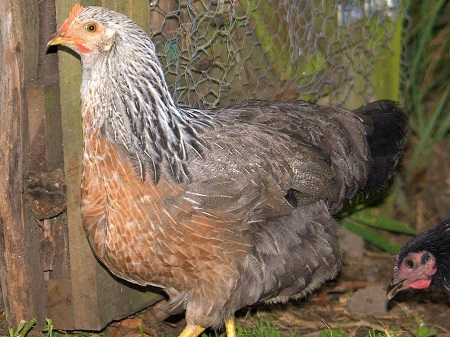 11 - Dorking Chicken
