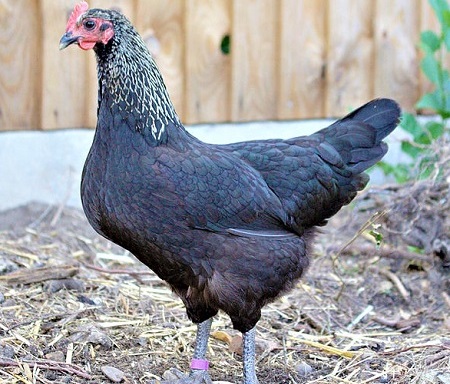 2 - Norfolk Grey Chicken