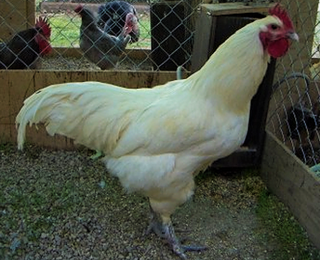 2 - Australian Langshan Chicken