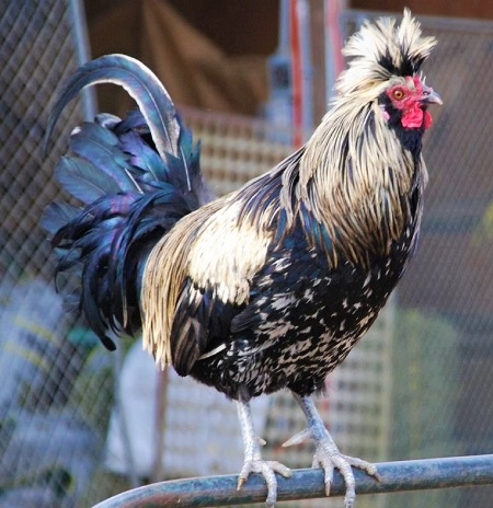 3 1 - Brabanter Chicken
