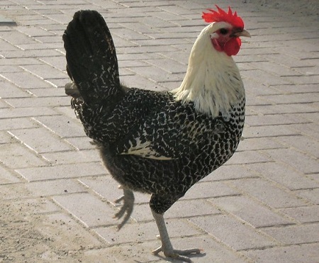 3292081675 9deaf356d9 c - Egyptian Fayoumi Chicken