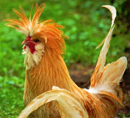 4 - Brabanter Chicken