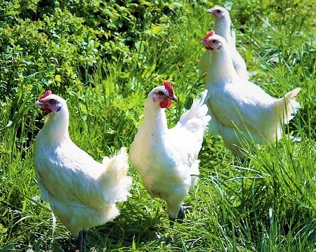 5 - Bresse Gauloise Chicken