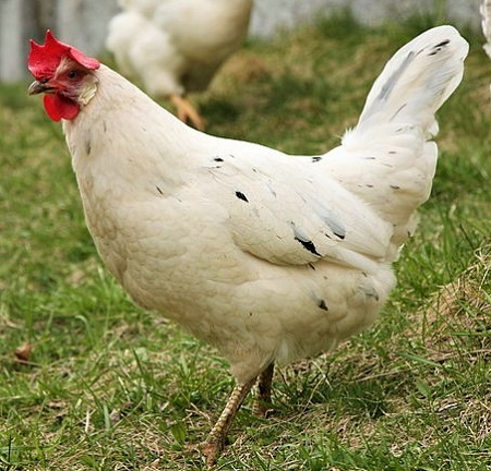 8 3 - California Gray Chicken