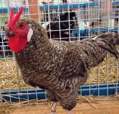 8 - La Flèche Chicken