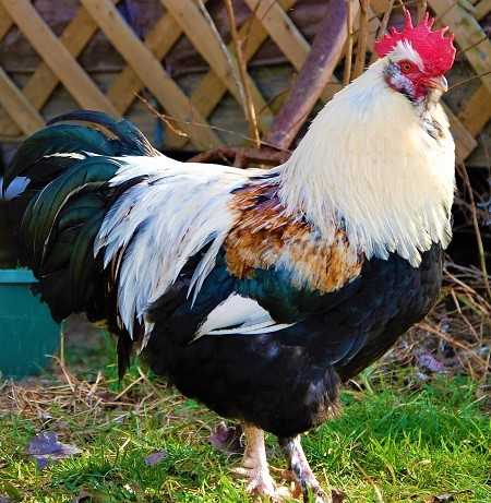 9 2 - Faverolles Chicken