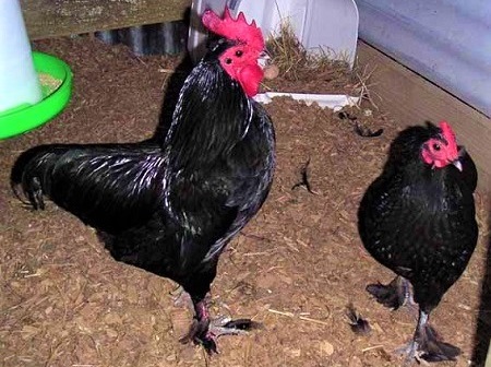 Australian Langshan Pair - Australian Langshan Chicken