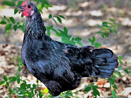 black chicken standing on rock - Norfolk Grey Chicken