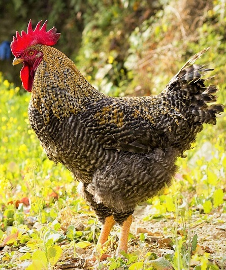 cock 3864764 1280 - Black Star Chicken