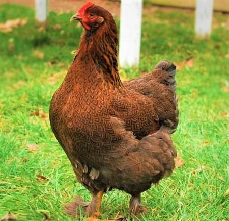 12 1 - Cochin Chicken