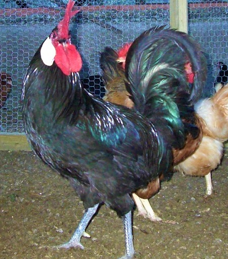 15 1 - Minorca Chicken