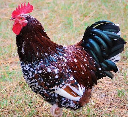 16 - Sussex Chicken