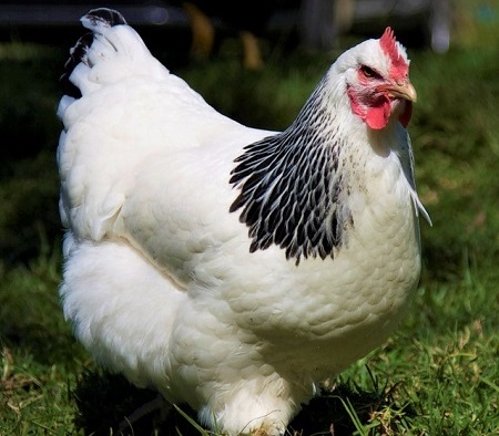 2 1 - Sussex Chicken