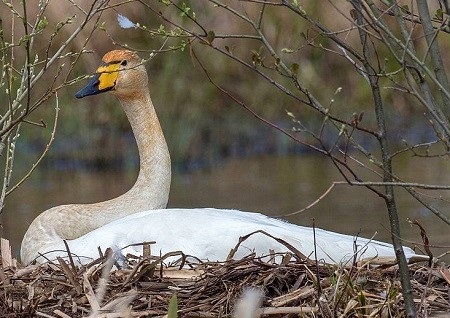 8 - Whooper Swan