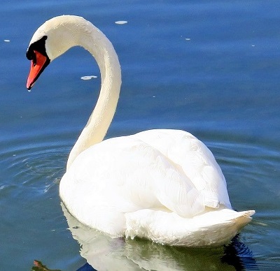 swan 335911 1920 - Swans