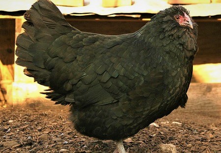 1 - Appenzeller Barthuhn Chicken