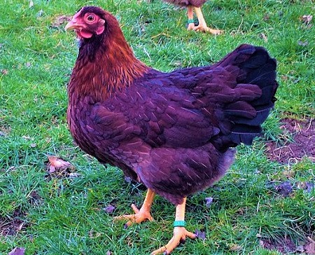 2 - Dresdner Chicken