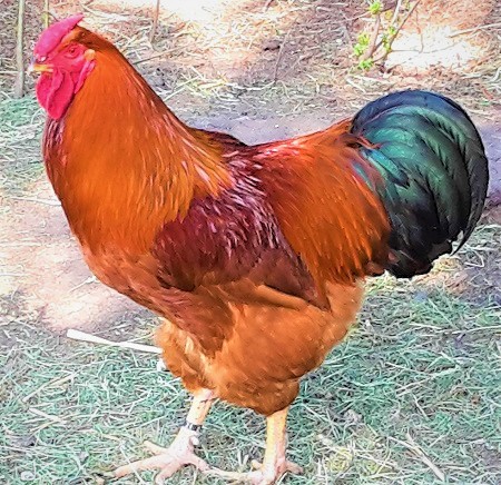 5 - Dresdner Chicken