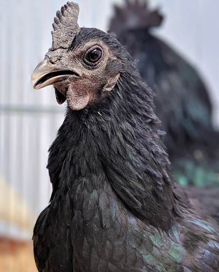 ayam cemani black hen hen 2311744 1 - Ayam Cemani