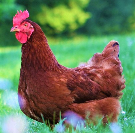 hen 4782935 1920 1 - Rhode Island Red Chicken